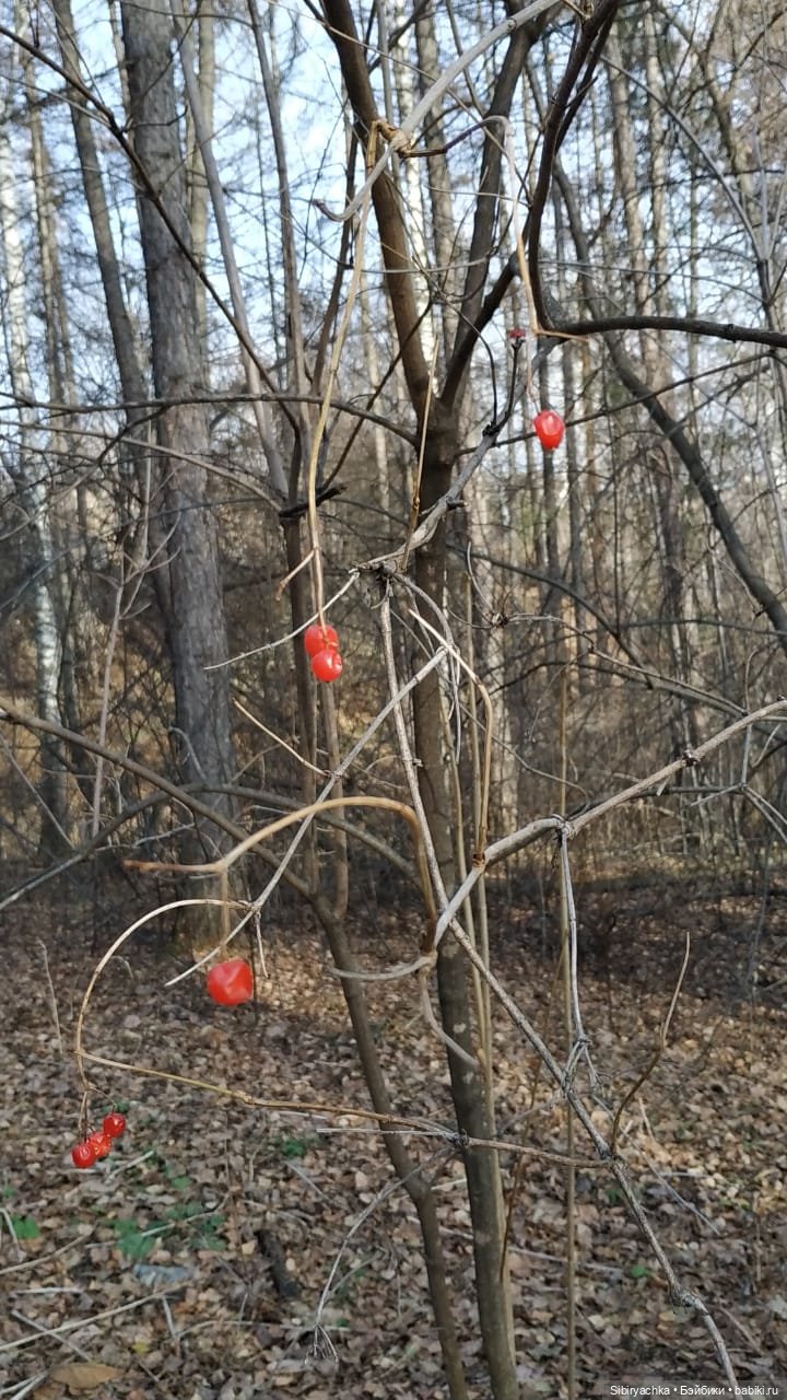 Чудесный ноябрьский денёк в любимом лесу (фото 6)