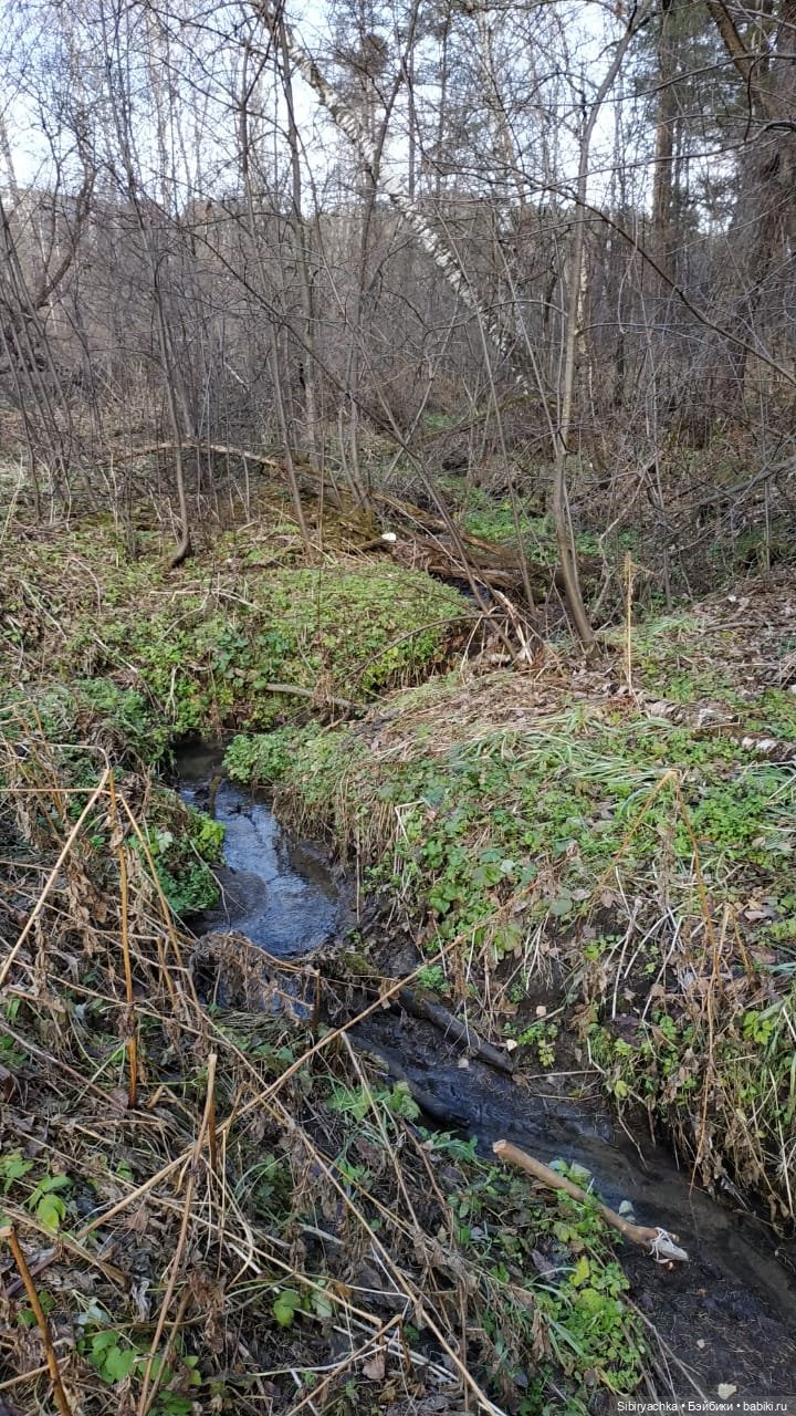 Чудесный ноябрьский денёк в любимом лесу