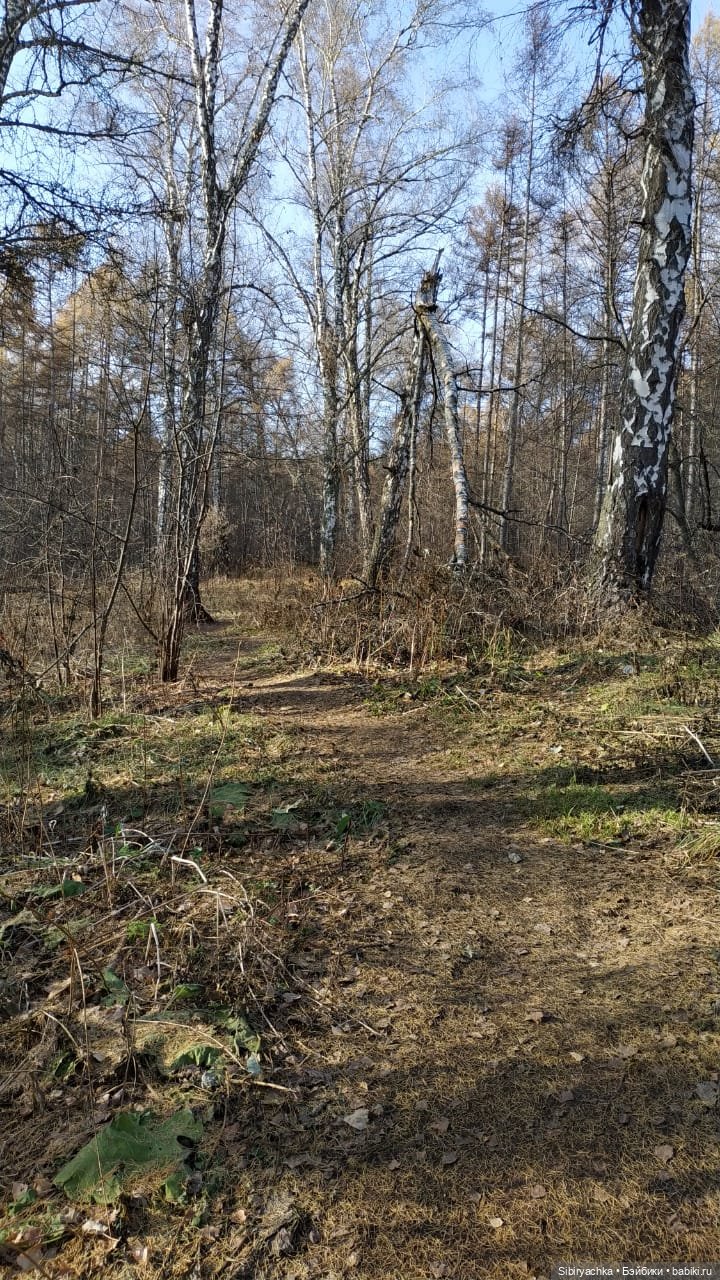Чудесный ноябрьский денёк в любимом лесу