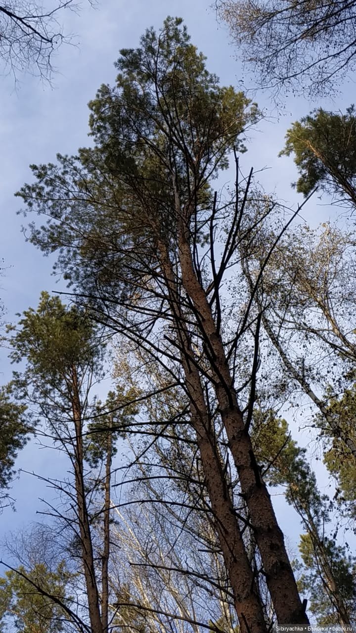 Чудесный ноябрьский денёк в любимом лесу (фото 3)