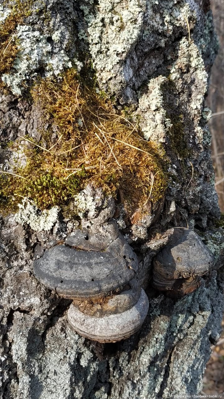 Чудесный ноябрьский денёк в любимом лесу