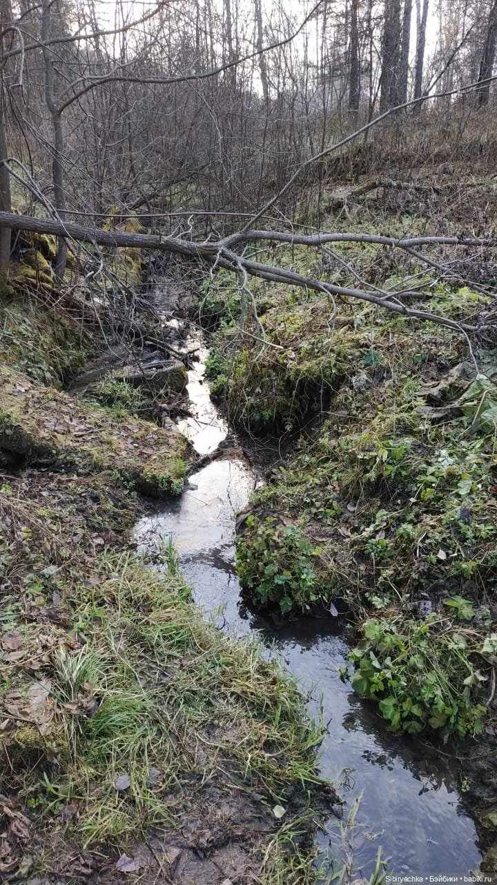 Чудесный ноябрьский денёк в любимом лесу