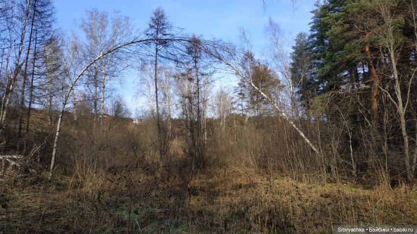 Чудесный ноябрьский денёк в любимом лесу