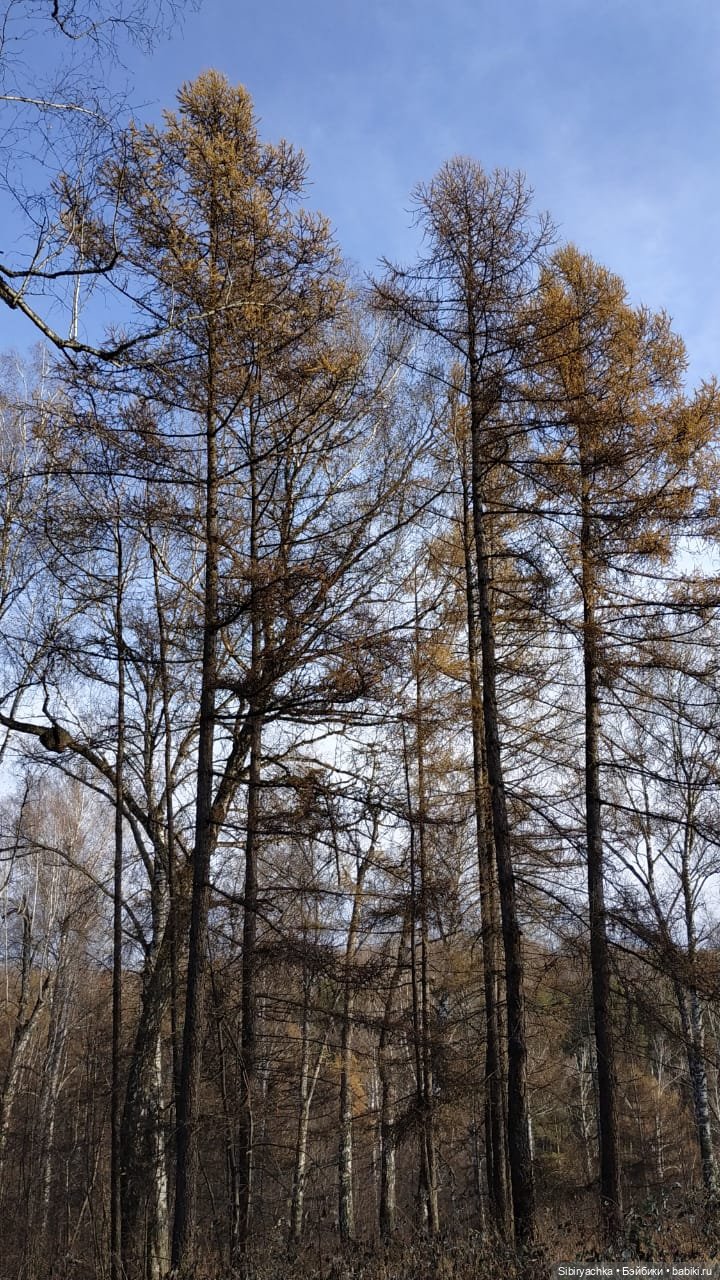 Чудесный ноябрьский денёк в любимом лесу (фото 4)