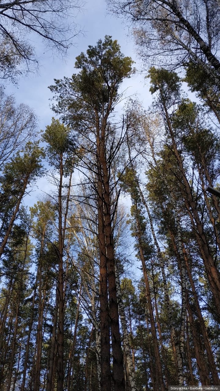 Чудесный ноябрьский денёк в любимом лесу (фото 2)