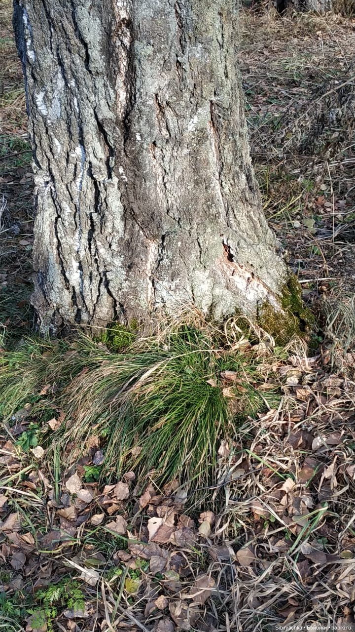 Чудесный ноябрьский денёк в любимом лесу