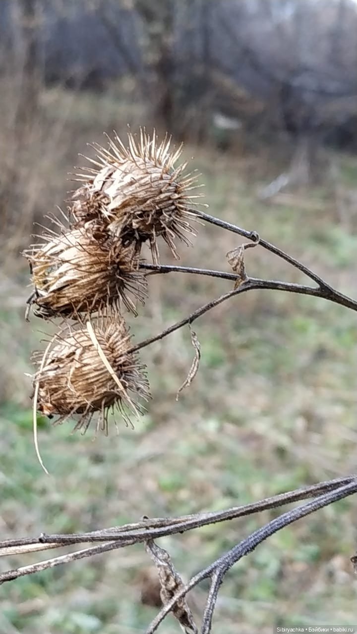 Чудесный ноябрьский денёк в любимом лесу