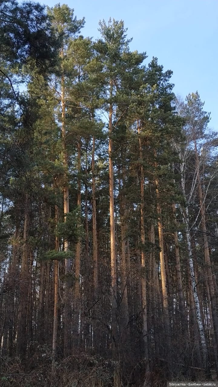 Чудесный ноябрьский денёк в любимом лесу