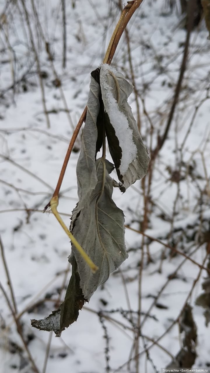 Новая дублёнка Юляшки. Первый ноябрьский снег. Прогулка в любимом лесу
