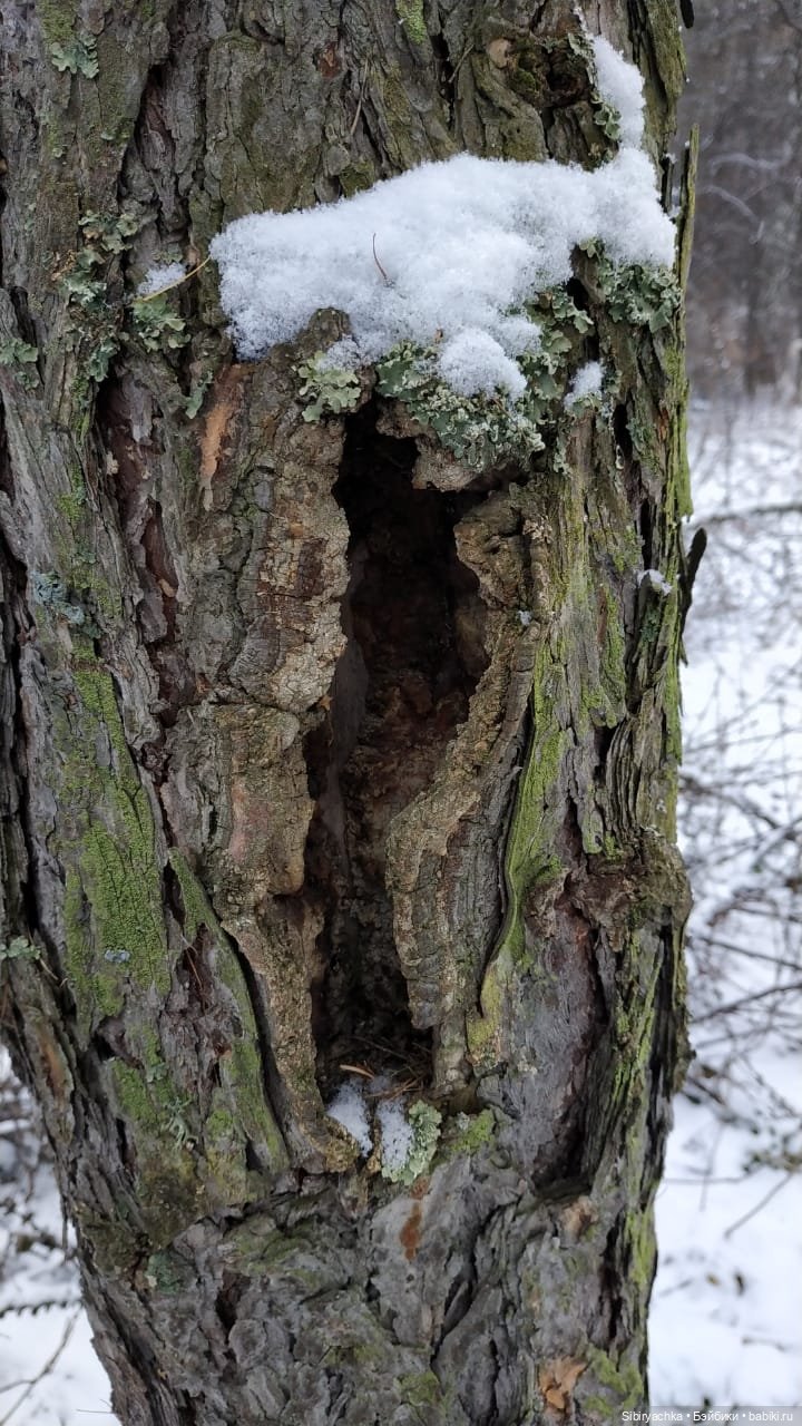 Новая дублёнка Юляшки. Первый ноябрьский снег. Прогулка в любимом лесу
