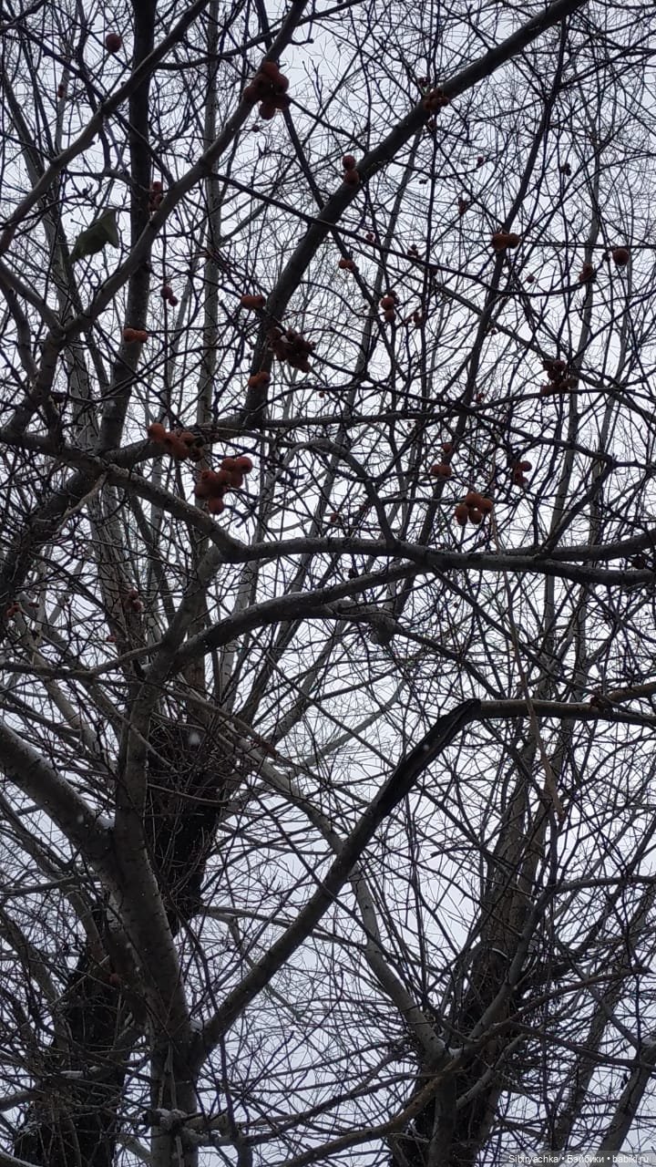 Новая дублёнка Юляшки. Первый ноябрьский снег. Прогулка в любимом лесу (фото 3)