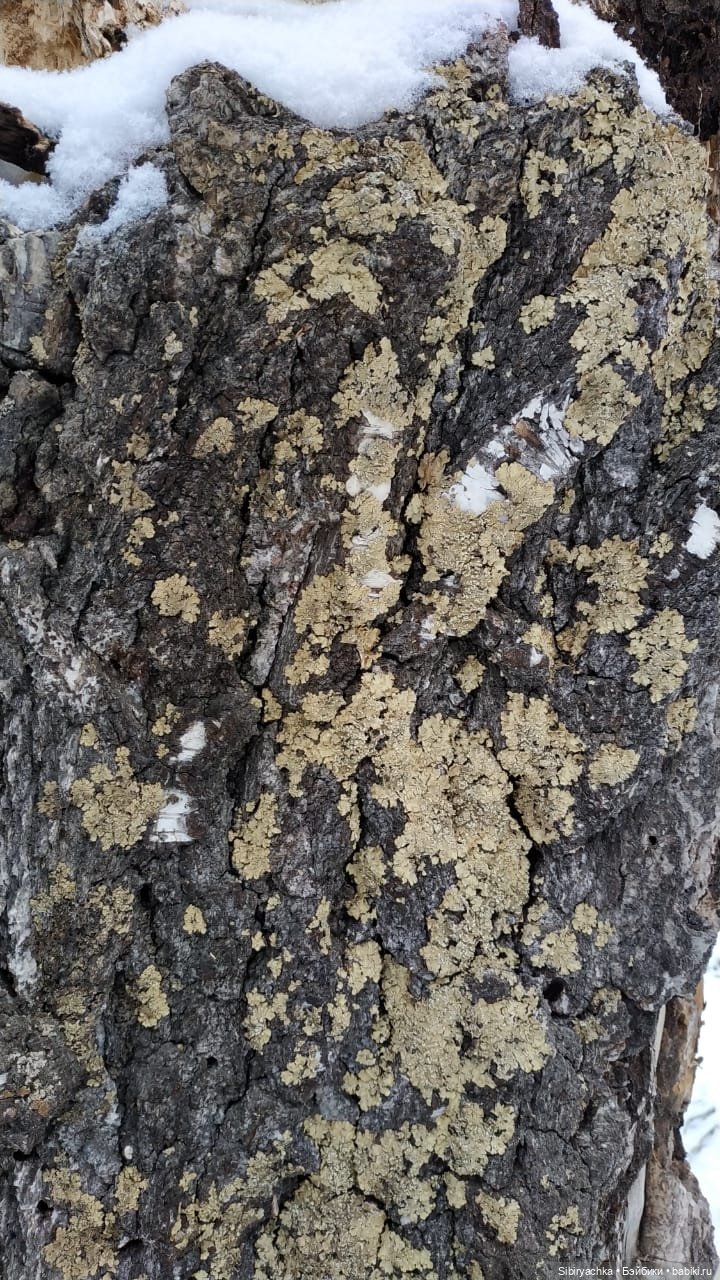 Новая дублёнка Юляшки. Первый ноябрьский снег. Прогулка в любимом лесу