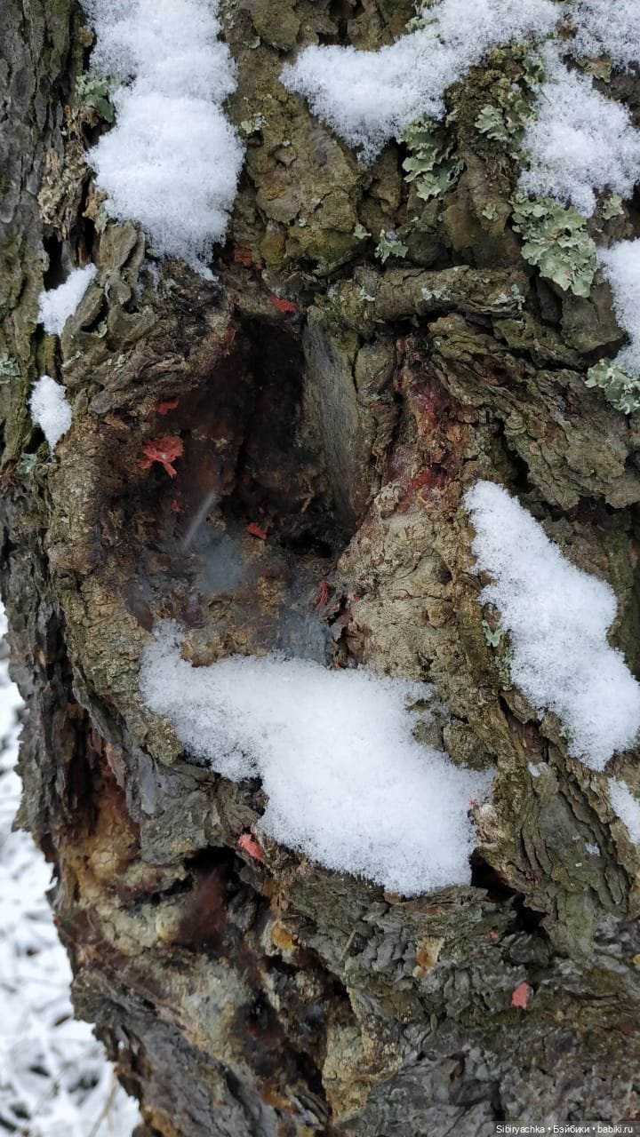 Новая дублёнка Юляшки. Первый ноябрьский снег. Прогулка в любимом лесу