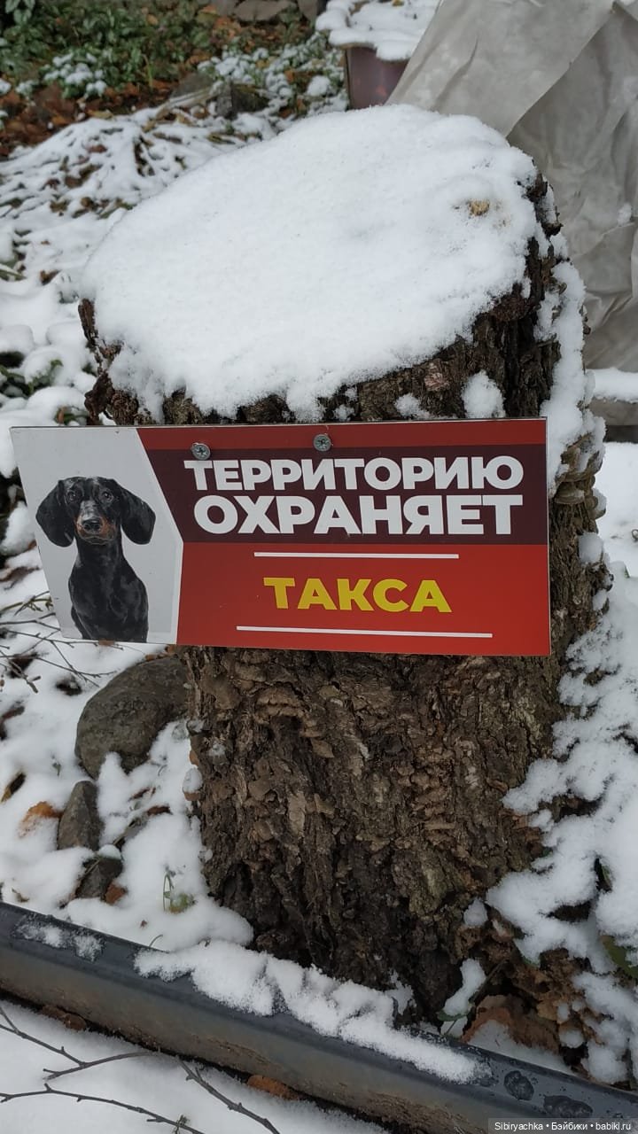 Новая дублёнка Юляшки. Первый ноябрьский снег. Прогулка в любимом лесу (фото 7)