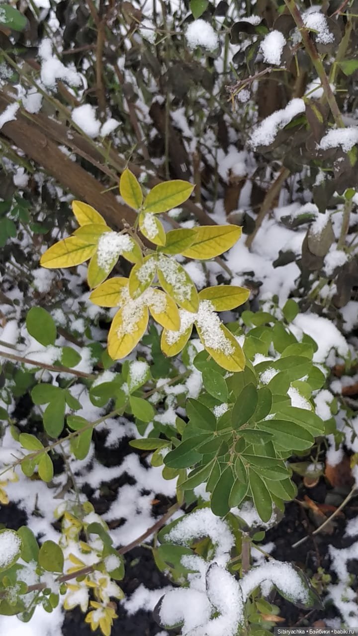 Новая дублёнка Юляшки. Первый ноябрьский снег. Прогулка в любимом лесу