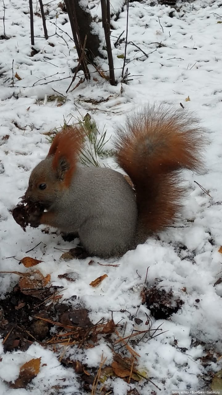 Новая дублёнка Юляшки. Первый ноябрьский снег. Прогулка в любимом лесу