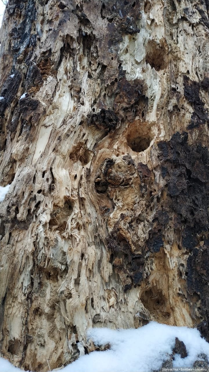 Новая дублёнка Юляшки. Первый ноябрьский снег. Прогулка в любимом лесу