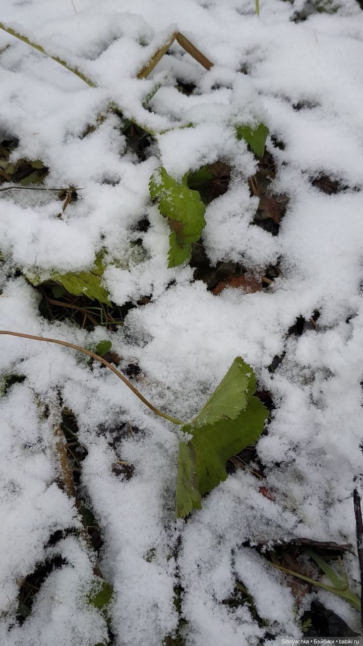 Новая дублёнка Юляшки. Первый ноябрьский снег. Прогулка в любимом лесу