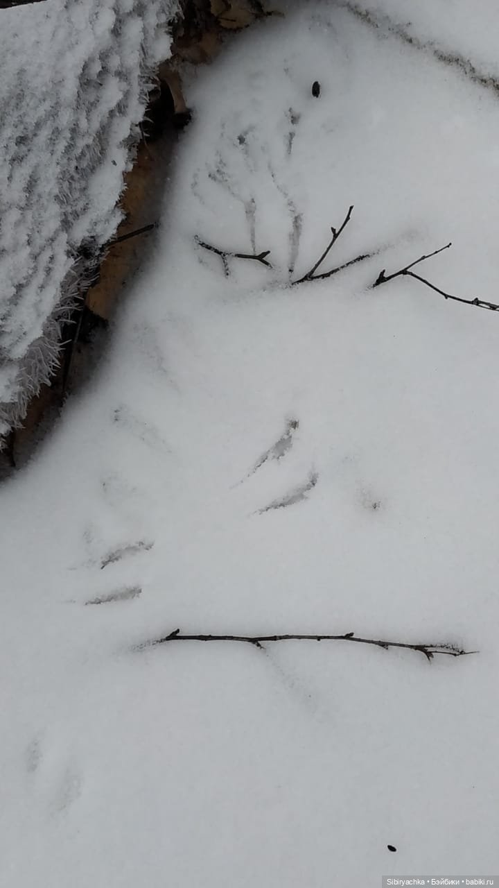 Новая дублёнка Юляшки. Первый ноябрьский снег. Прогулка в любимом лесу