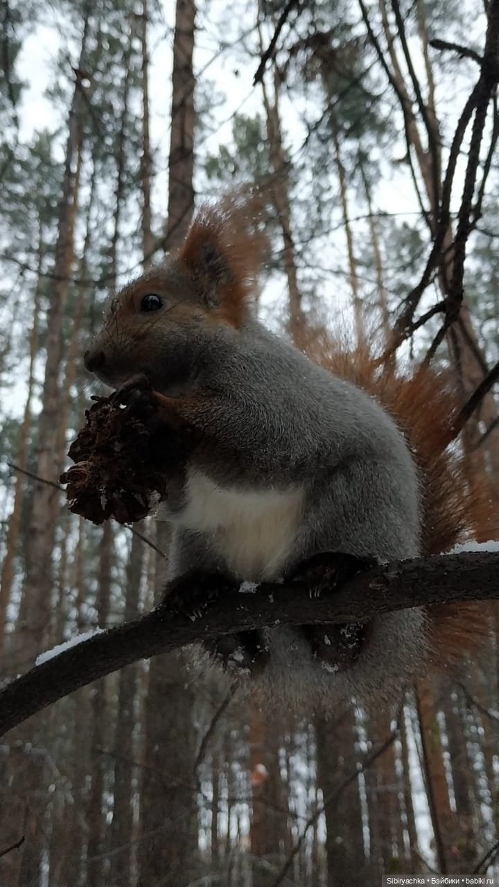 Новая дублёнка Юляшки. Первый ноябрьский снег. Прогулка в любимом лесу