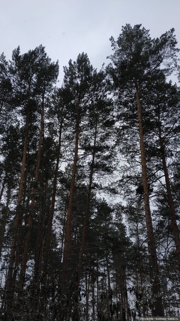 Новая дублёнка Юляшки. Первый ноябрьский снег. Прогулка в любимом лесу