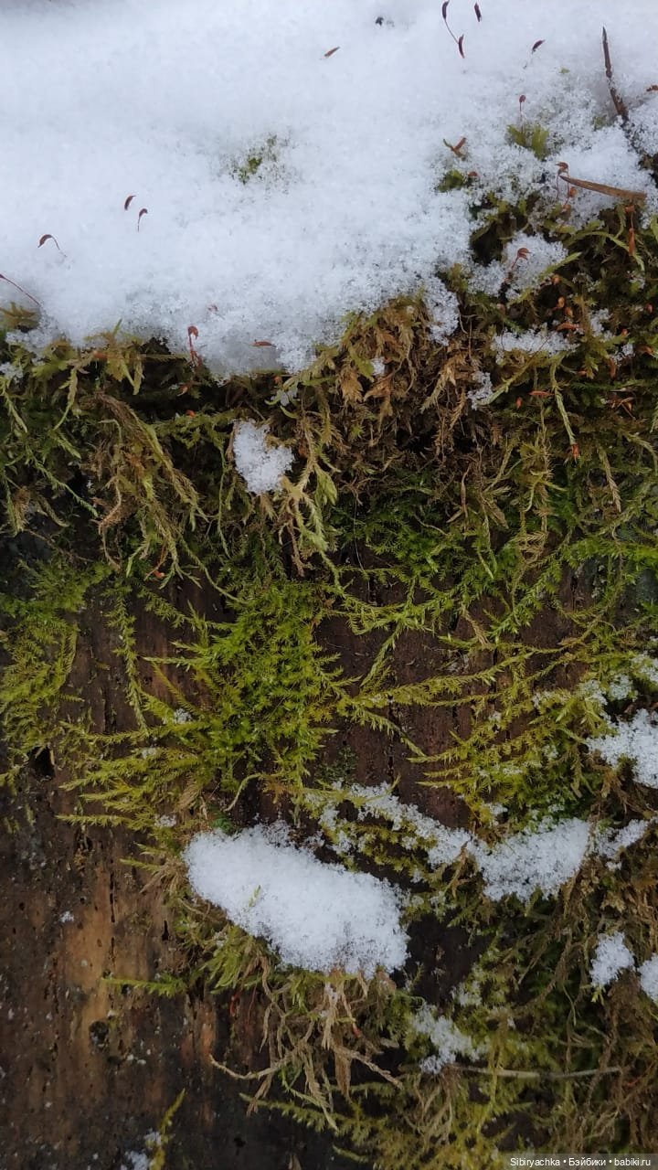 Новая дублёнка Юляшки. Первый ноябрьский снег. Прогулка в любимом лесу