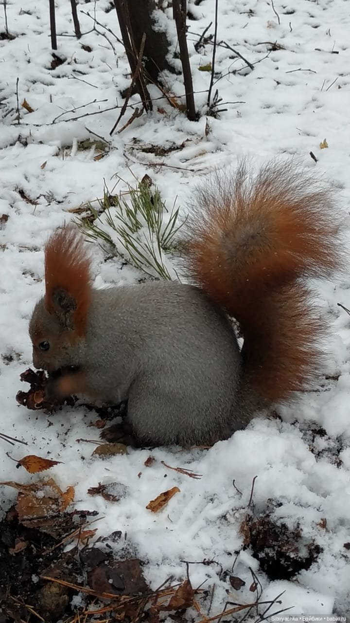 Новая дублёнка Юляшки. Первый ноябрьский снег. Прогулка в любимом лесу