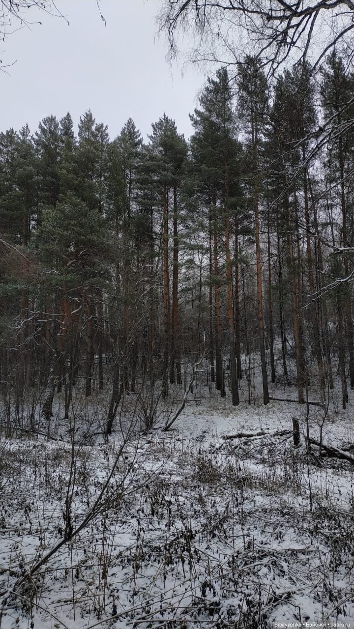 Новая дублёнка Юляшки. Первый ноябрьский снег. Прогулка в любимом лесу