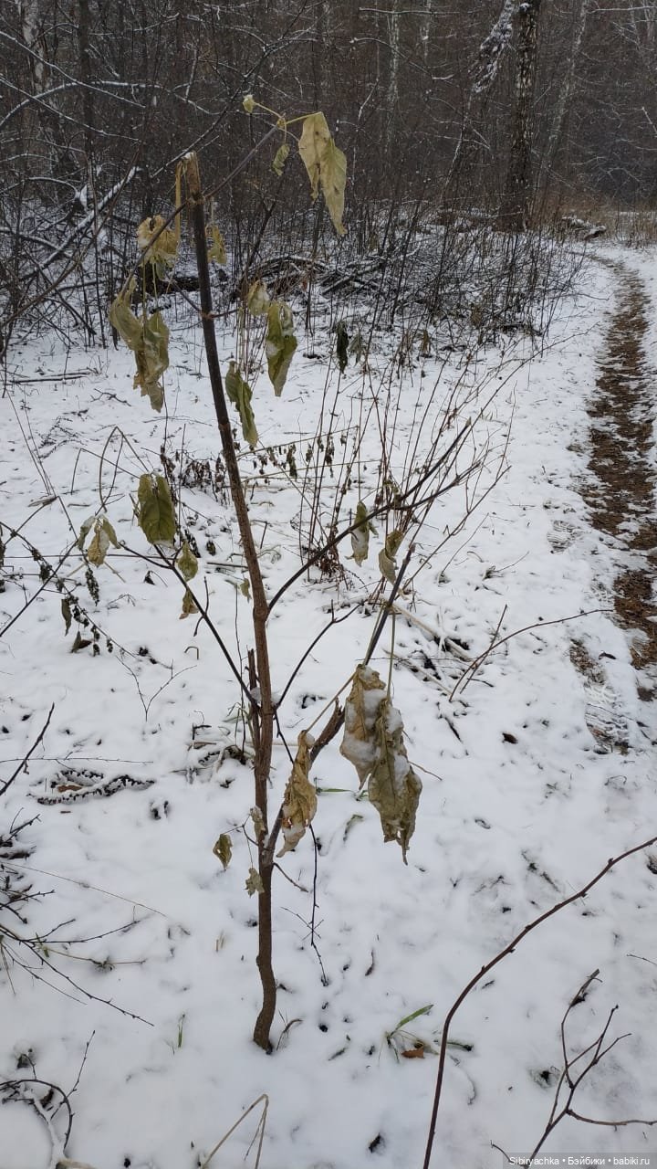 Новая дублёнка Юляшки. Первый ноябрьский снег. Прогулка в любимом лесу