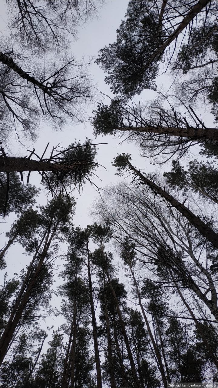 Новая дублёнка Юляшки. Первый ноябрьский снег. Прогулка в любимом лесу