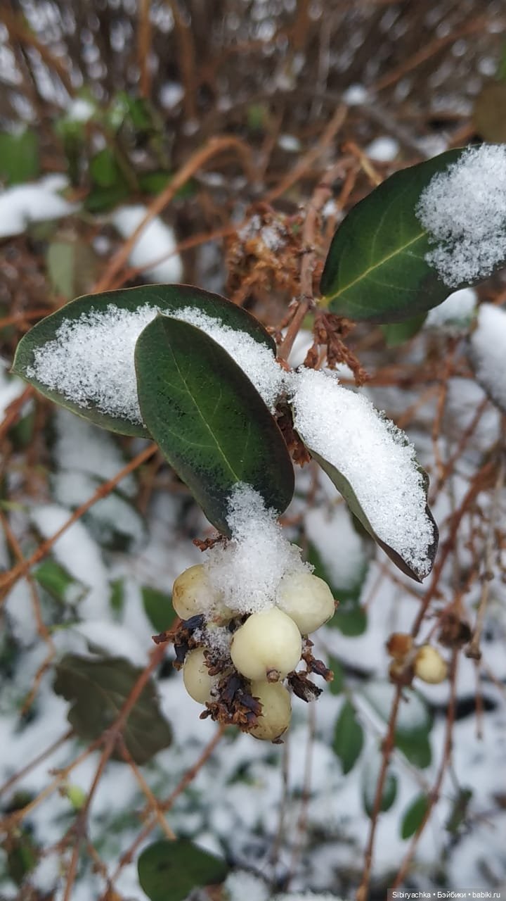 Новая дублёнка Юляшки. Первый ноябрьский снег. Прогулка в любимом лесу (фото 2)