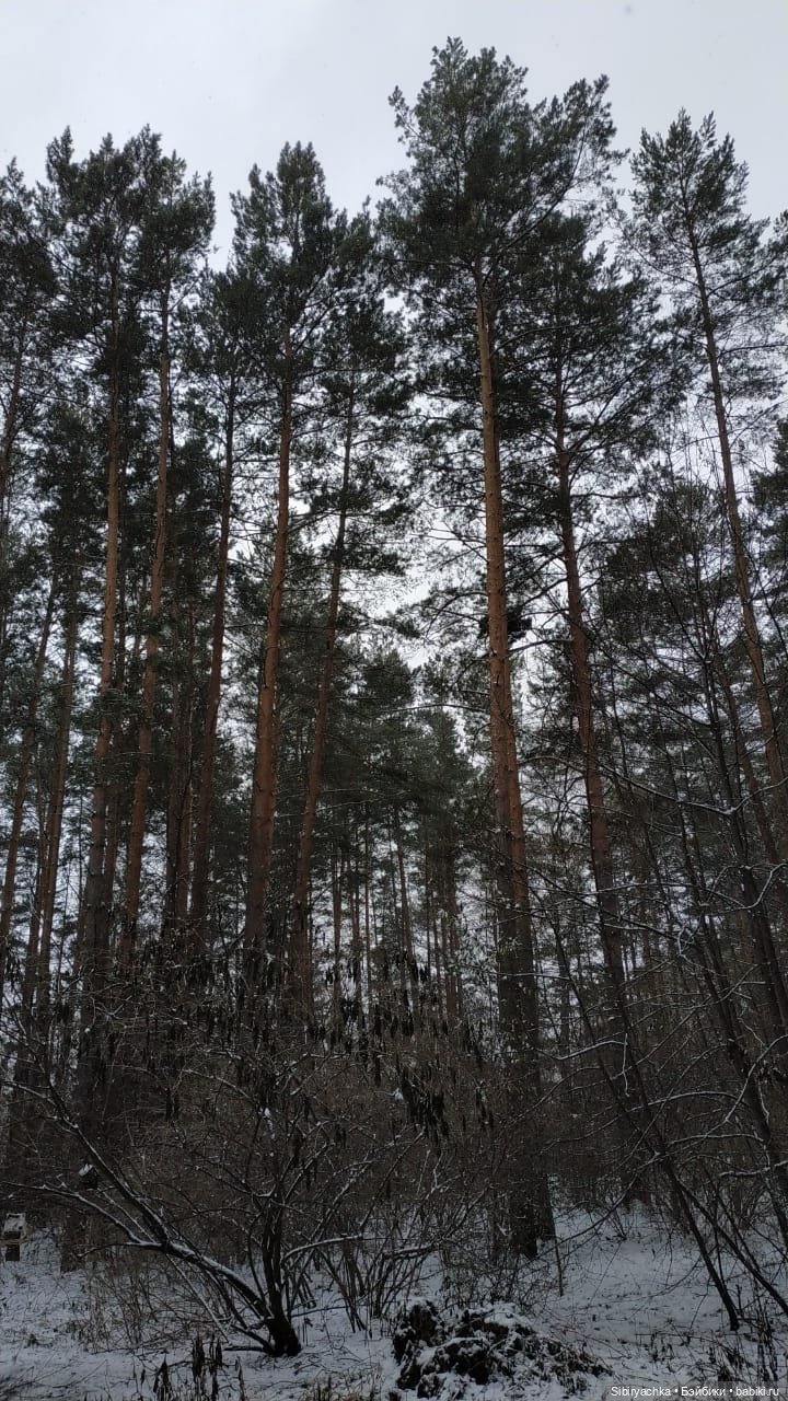 Новая дублёнка Юляшки. Первый ноябрьский снег. Прогулка в любимом лесу