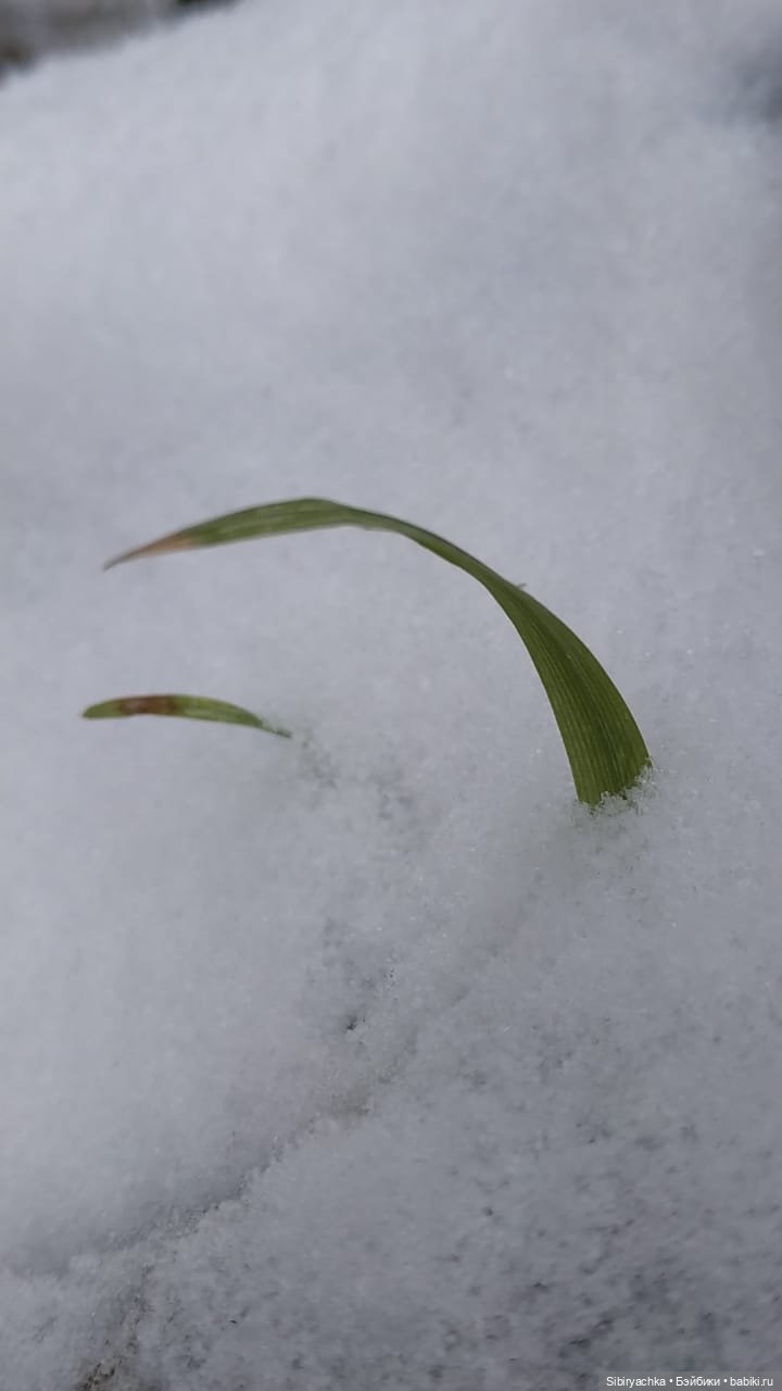Новая дублёнка Юляшки. Первый ноябрьский снег. Прогулка в любимом лесу