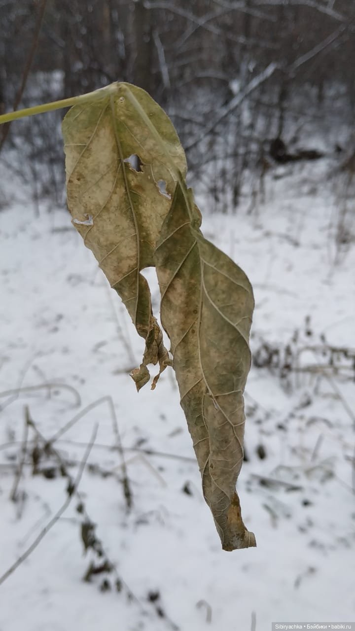 Новая дублёнка Юляшки. Первый ноябрьский снег. Прогулка в любимом лесу