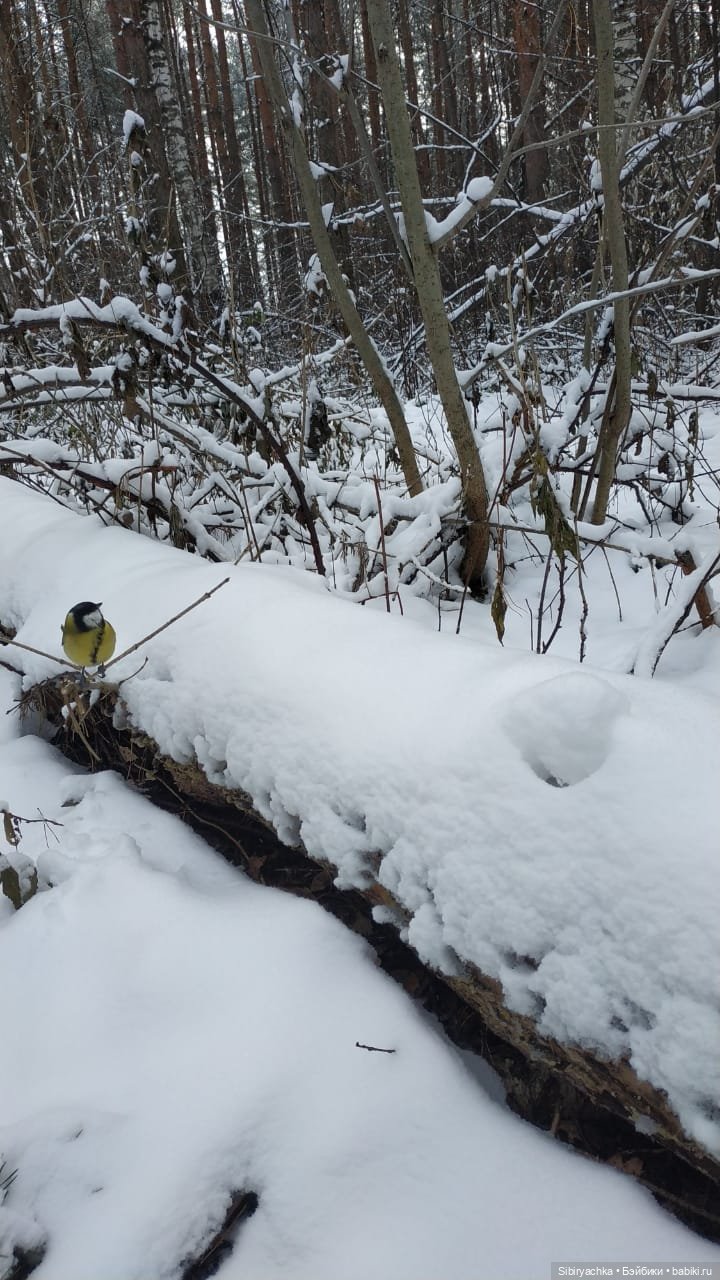 Лёгкий морозец прогулке не помеха (фото 10)