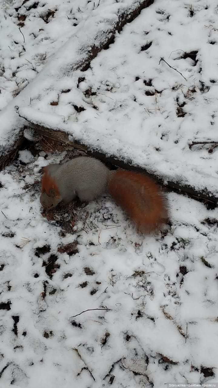 Лёгкий морозец прогулке не помеха (фото 3)