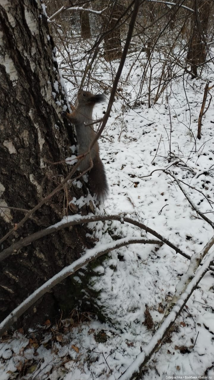 Лёгкий морозец прогулке не помеха (фото 6)