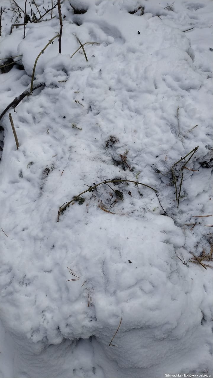 Лёгкий морозец прогулке не помеха