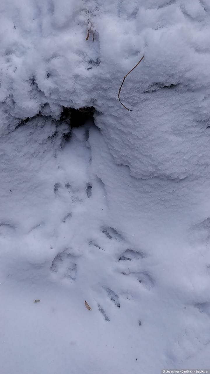 Лёгкий морозец прогулке не помеха