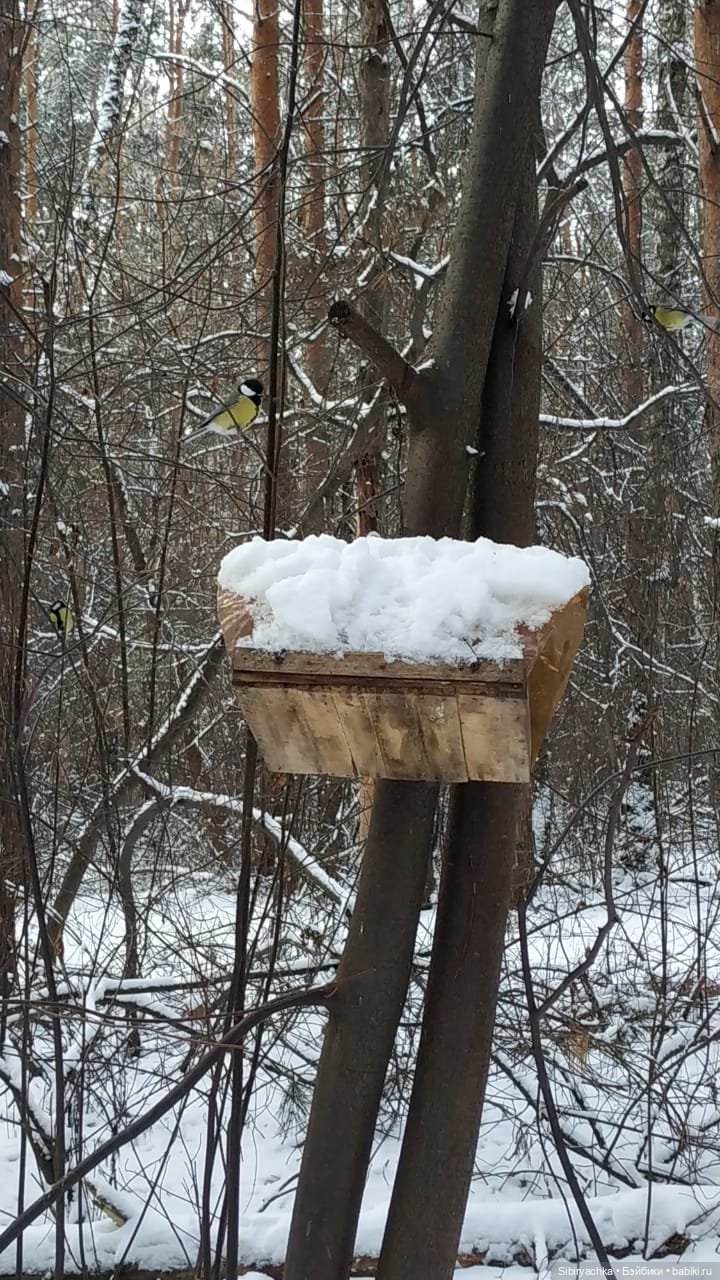 Лёгкий морозец прогулке не помеха