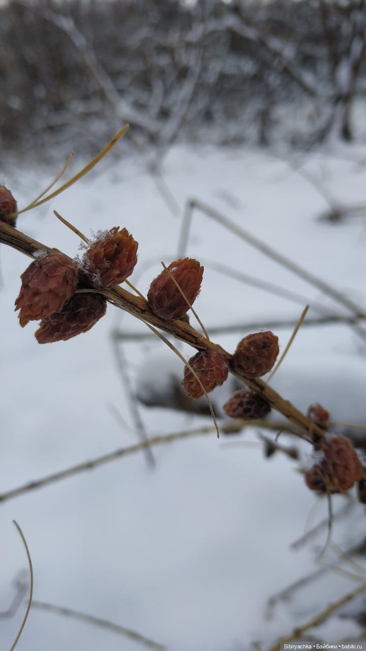Лёгкий морозец прогулке не помеха