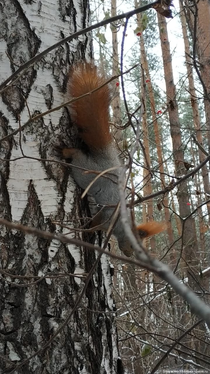 Лёгкий морозец прогулке не помеха (фото 5)