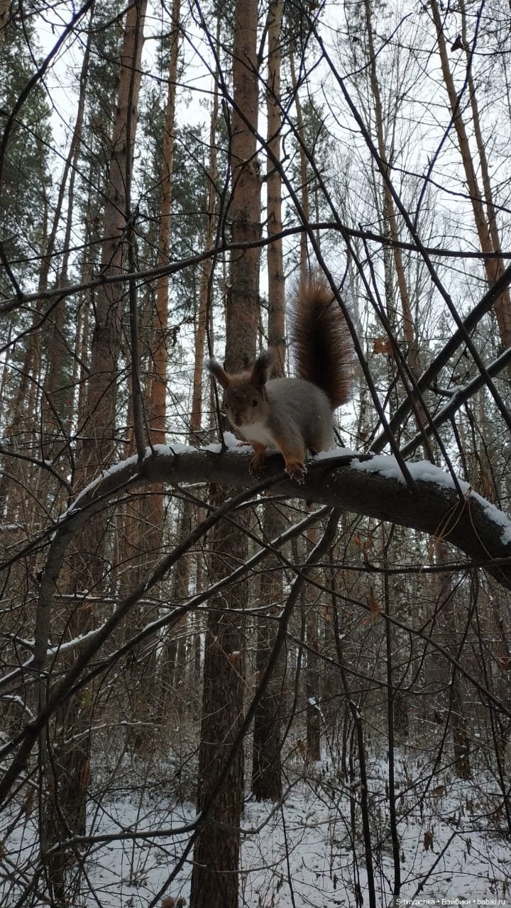 Лёгкий морозец прогулке не помеха