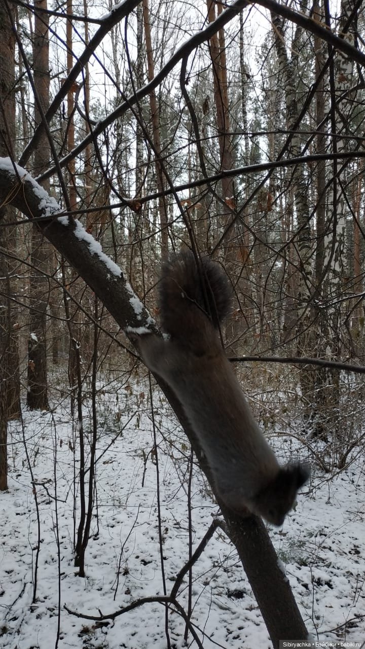 Лёгкий морозец прогулке не помеха (фото 7)