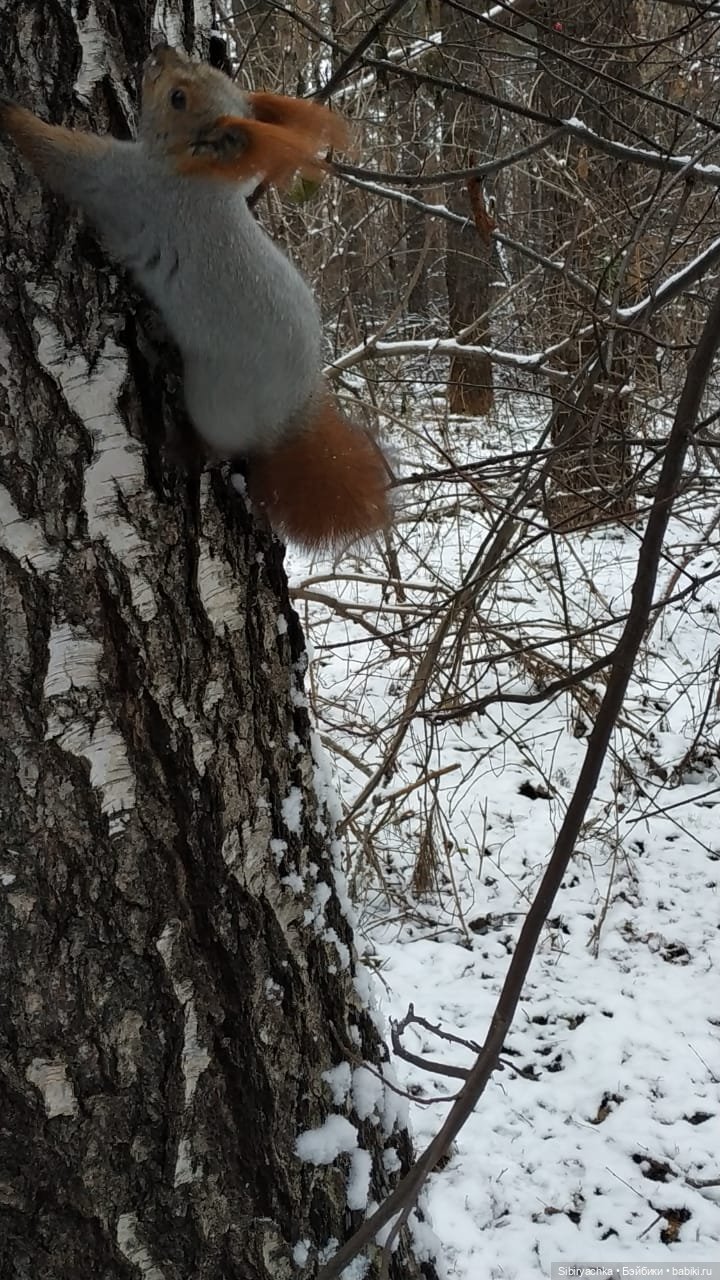 Лёгкий морозец прогулке не помеха (фото 4)
