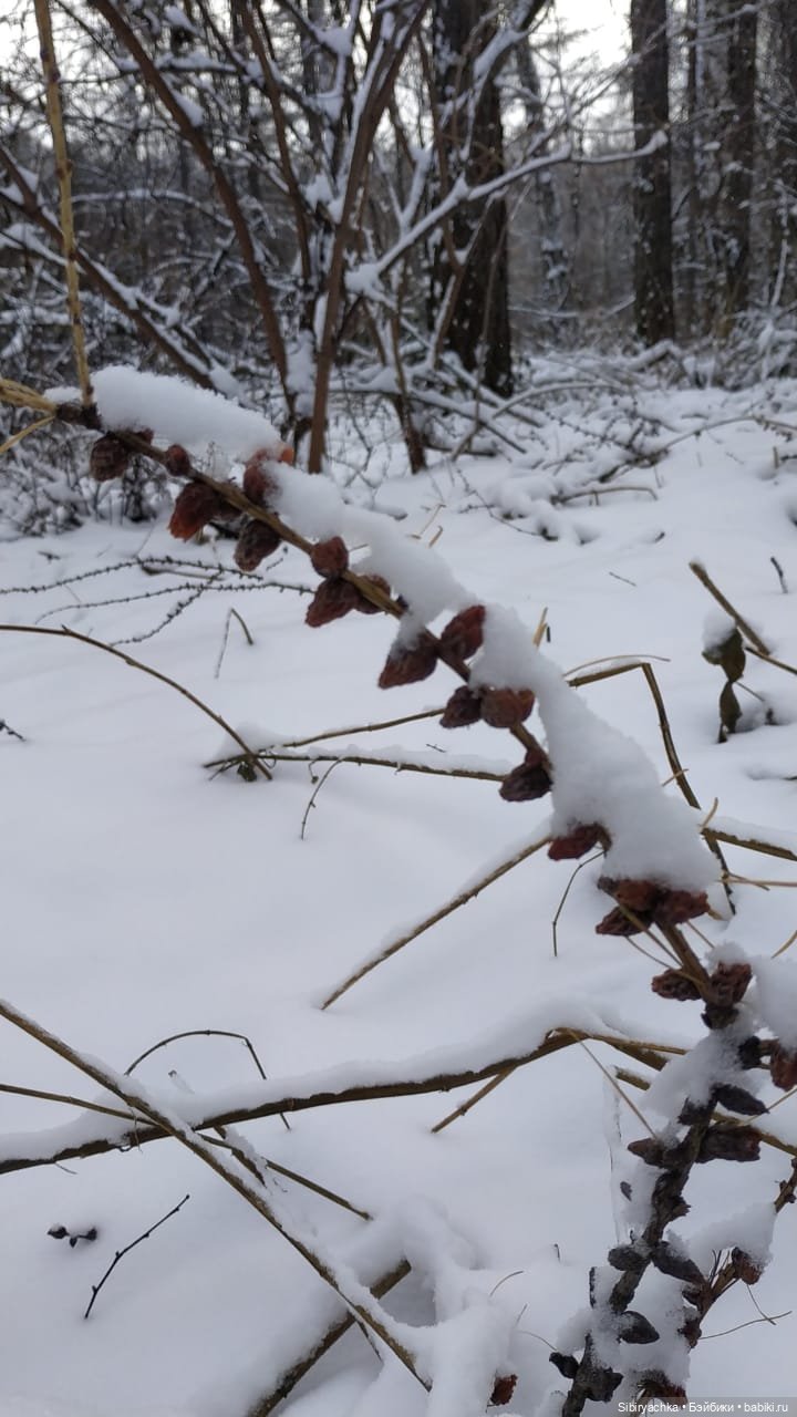 Лёгкий морозец прогулке не помеха