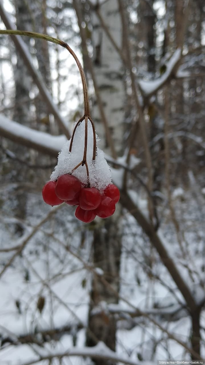 Лёгкий морозец прогулке не помеха