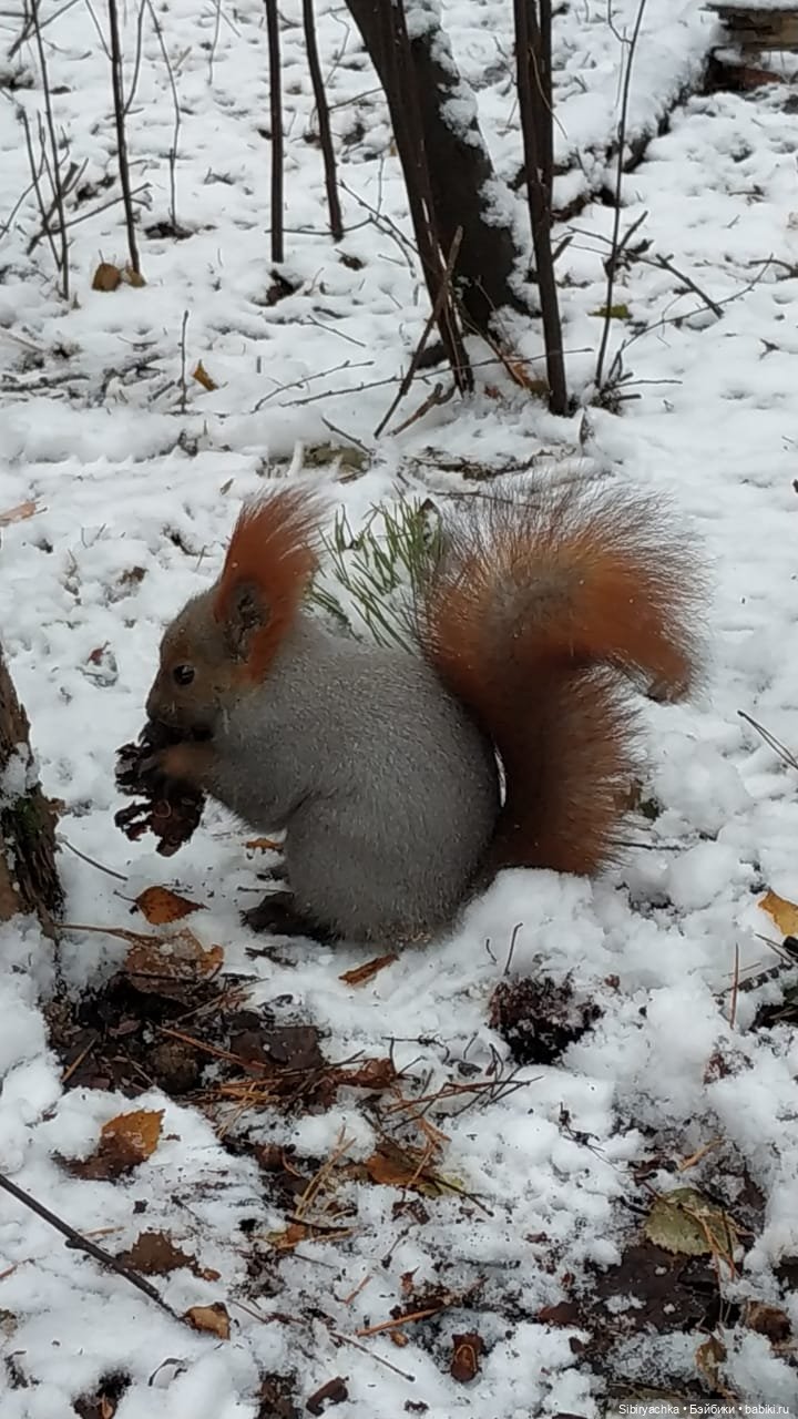 Лёгкий морозец прогулке не помеха (фото 8)