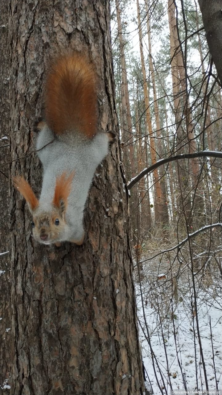 Лёгкий морозец прогулке не помеха (фото 2)