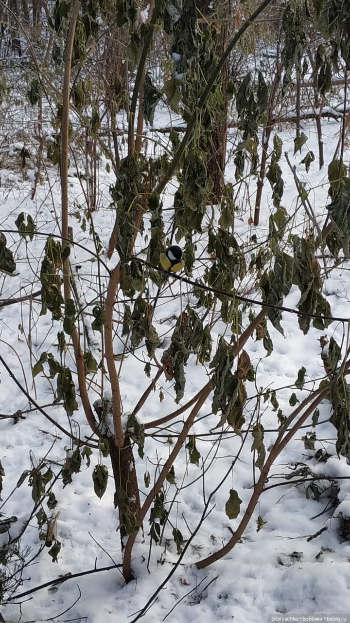 Юляшкина прогулка в погожий ноябрьский денёк | Бэйбики Юляшкина прогулка в погожий ноябрьский денёк